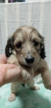 ミニチュアダックスフンド(ロング)【愛知県・女の子・2022年2月23日・シェイデッドイエロー(シェイデッドクリーム)】の写真「パパは小さなイケメンカニンヘン☆ママは美人さん！」