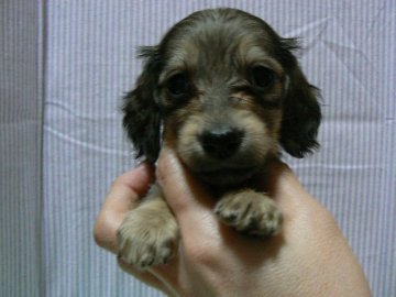 ミニチュアダックスフンド(ロング)【愛知県・女の子・2020年1月30日・シェイデッドイエロー】の写真「お顔立ち抜群に可愛らしい女の仔♪」