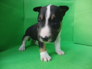 ミニチュアブルテリア【愛知県・男の子・2013年11月16日・トライカラー(ブラックタン&ホワイト)】の写真「人気のM.ブルテリア、トライカラーの男の子デス！」