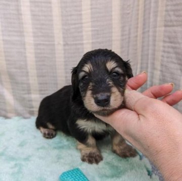 ミニチュアダックスフンド(ロング)【愛知県・男の子・2023年3月5日・ブラックイエロー】の写真「愛らしいお顔立ちの男の仔です＊期間限定ご紹介」