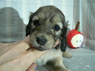 ミニチュアダックスフンド(ロング)【愛知県・女の子・2021年1月15日・シェイデッドイエロー(シェイデッドクリーム)】の写真「パパはカニンヘン☆ママは大変美人さんです！」