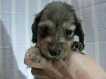 カニンヘンダックスフンド(ロング)【愛知県・女の子・2021年3月28日・シェイデッドイエロー】の写真「癒し系でとっても愛らしいお顔立ちの女の子です♪」