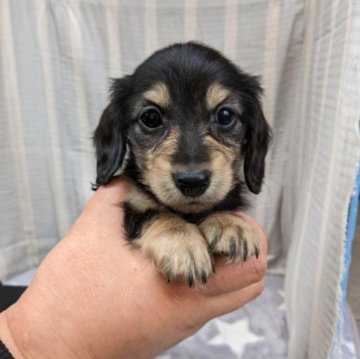 カニンヘンダックスフンド(ロング)【愛知県・男の子・2023年2月8日・ブラックイエロー】の写真「小粒で、愛らしいお顔立ちの男の仔です♪」