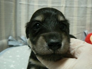 ミニチュアダックスフンド(ロング)【愛知県・男の子・2021年1月13日・ブラック&イエロー】の写真「とってもおっとり君です♪パパはカニンヘン☆」