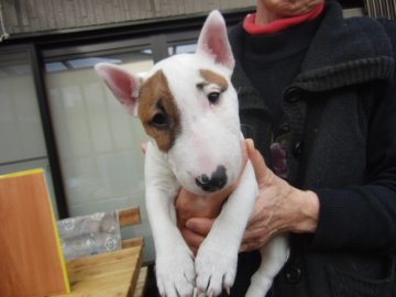 ミニチュアブルテリア【愛知県・女の子・2013年11月16日・ホワイト&ブリンドルマーキング】の写真「超希少！M.ブルテリア、アイパンチ柄の女の子、価格改定！」