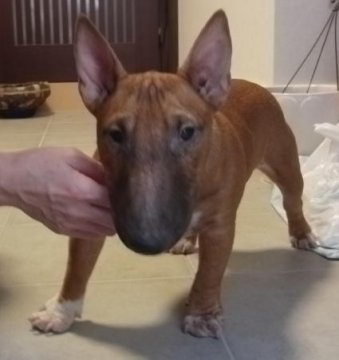 ミニチュアブルテリア【愛知県・女の子・2013年4月2日・レッド&ホワイト】の写真「希少種、M.ブルテリア、レッドの女の子！」