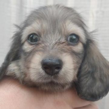 カニンヘンダックスフンド(ロング)【愛知県・男の子・2022年6月28日・シェイデッドイエロー】の写真「癒し系でのんびり、愛らしいお顔立ちの男の子♪」