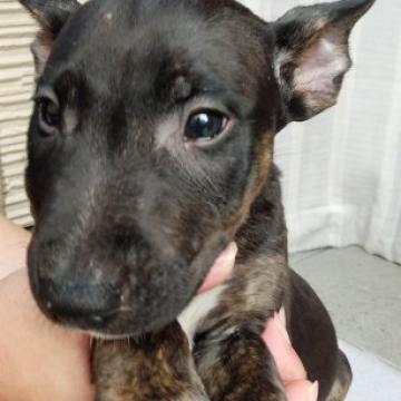 ミニチュアブルテリア【愛知県・男の子・2022年6月23日・ブリンドル&ホワイト】の写真「コロコロな男の仔♪おっとりな性格の仔です♥」