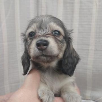 カニンヘンダックスフンド(ロング)【愛知県・女の子・2022年6月28日・シェイデッドイエロー】の写真「小さい子！愛らしいお顔立ちの子♪期間限定ご紹介です」