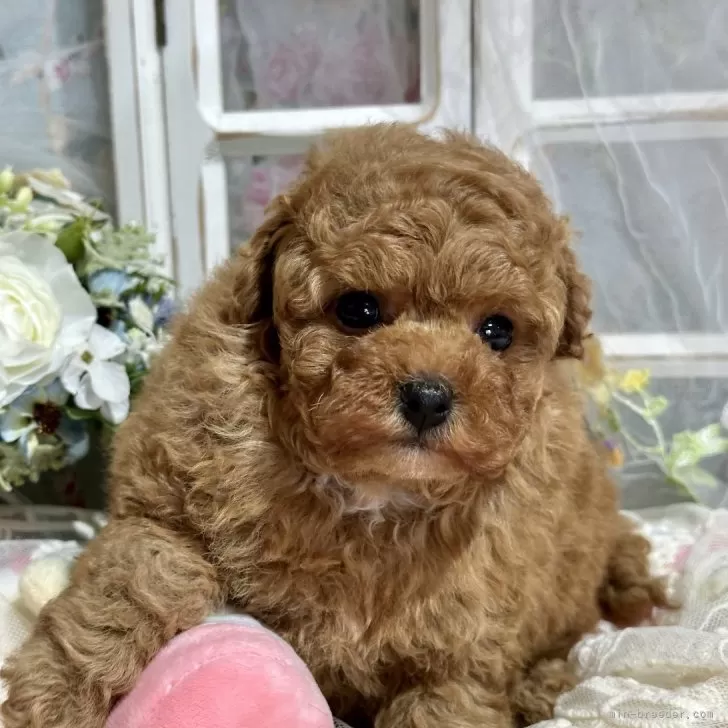 ID：2412-03538の子犬