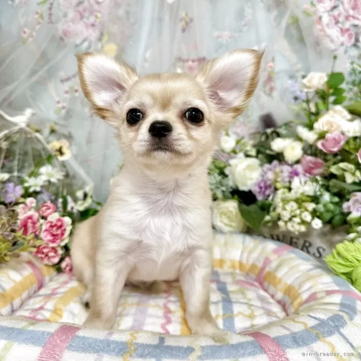 boggy 様のお迎えした子犬