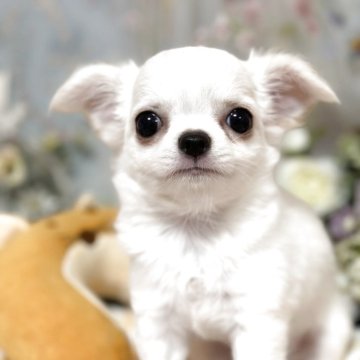 チワワ(ロング)【神奈川県・女の子・2025年6月16日・ホワイト&クリーム】の写真「キュートな目目、守ってあげたい🩷」