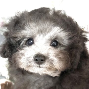 トイプードル(タイニー)【神奈川県・男の子・2024年12月23日・シルバー】の写真「ママ譲りのお目目がキュート🩷」