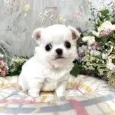 チワワ(ロング)