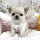 チワワ(ロング)