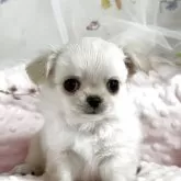 チワワ(ロング)
