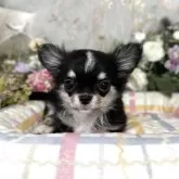 チワワ(ロング)