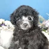 タイニープードル