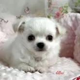 チワワ(ロング)