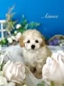 タイニープードル【神奈川県・女の子・2025年7月28日・アプリコット】の写真3