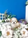 タイニープードル【神奈川県・女の子・2025年7月28日・アプリコット】の写真5