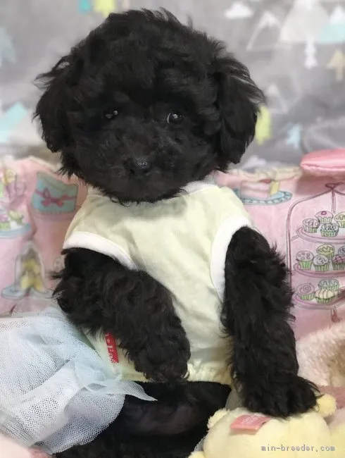 こてつ 様のお迎えした子犬