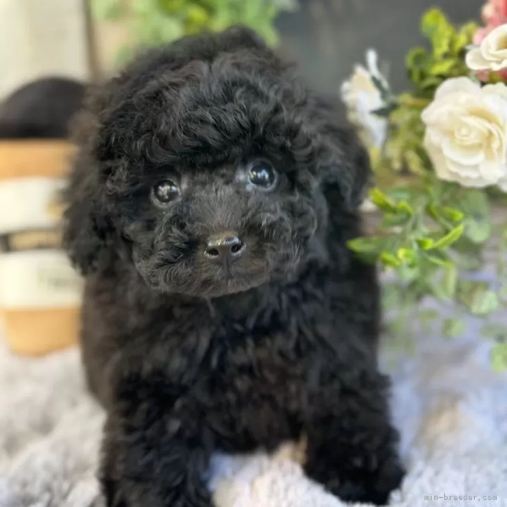 ID:2402-03423の子犬