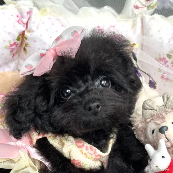 ID：2408-03373の子犬