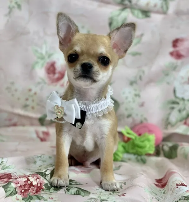 Gongon 様のお迎えした子犬