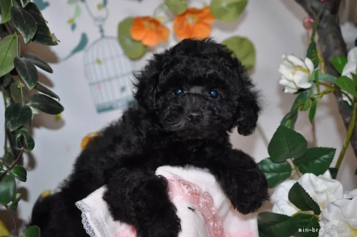 s.h 様のお迎えした子犬