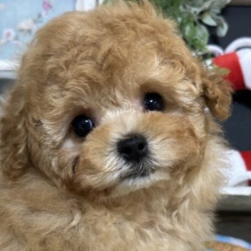 トイプードル(タイニー)【神奈川県・男の子・2023年4月10日・レッド】の写真「とってもキュートで甘えん坊💖」