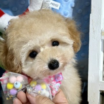 トイプードル(タイニー)【神奈川県・女の子・2023年6月8日・アプリコット】の写真「まんまるお目目で甘えん坊💖」