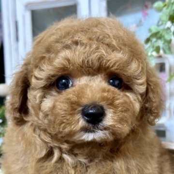 トイプードル(タイニー)【神奈川県・女の子・2023年4月22日・レッド】の写真「遊んで〜💖」