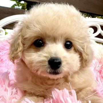 トイプードル(タイニー)【神奈川県・女の子・2023年2月27日・クリーム】の写真「フレンドリーで甘えん坊💖」