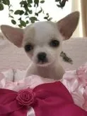 チワワ(スムース)【神奈川県・女の子・2018年11月5日・ホワイト&クリーム】の写真2