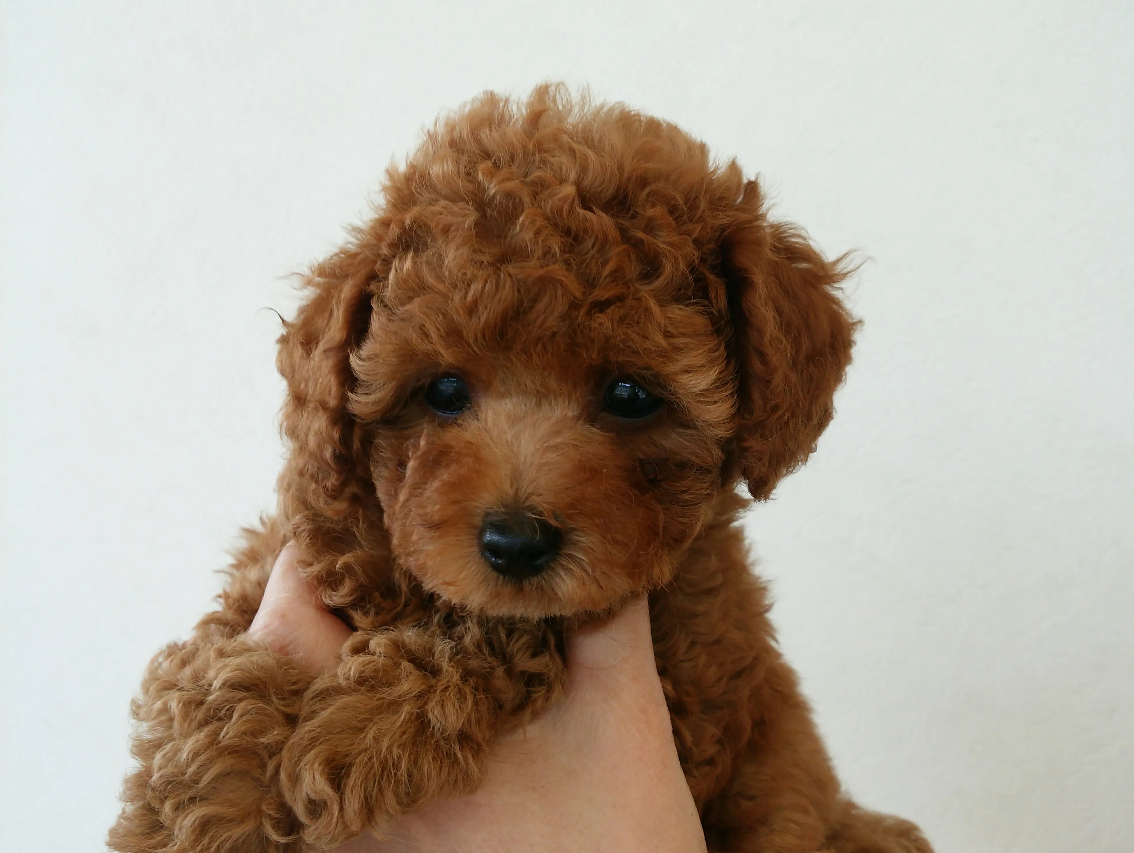 Akiko 様のお迎えした子犬
