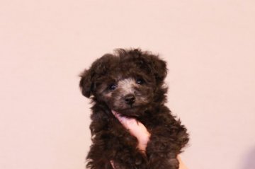 トイプードル(タイニー)【岡山県・男の子・2018年10月30日・シルバー】の写真「優しいお顔の男の子」