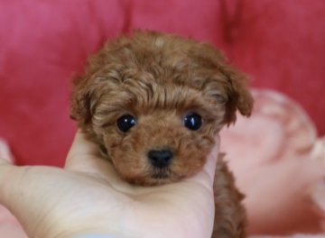 トイプードル(ティーカップ)【岡山県・女の子・2018年11月23日・レッド】の写真「可愛いお顔の女の子♪」