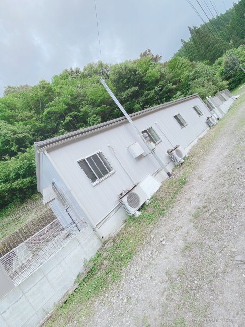 冷暖房完備の犬舎｜菅田　寧々(すがた　ねね)ブリーダー(大分県・シベリアンハスキーなど・JKC登録)の紹介写真4