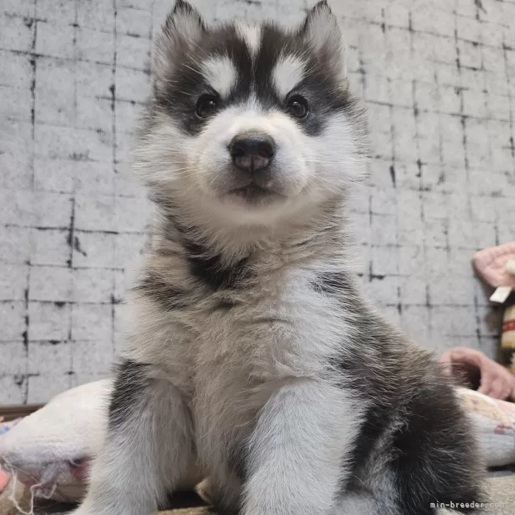 ID：2501-04240の子犬