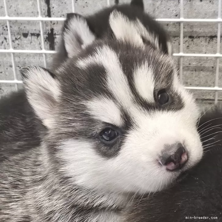 ID：2501-01979の子犬