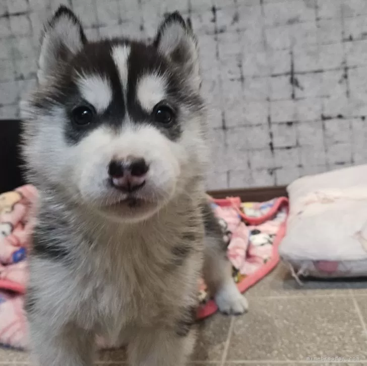 ID:2501-04676の子犬