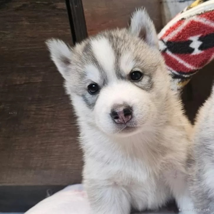 ID:2412-03676の子犬