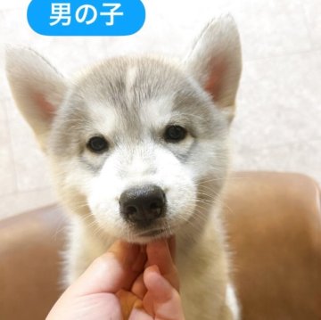 シベリアンハスキー【大分県・男の子・2025年7月21日・シルバー&ホワイト】の写真「最終お値下げです」