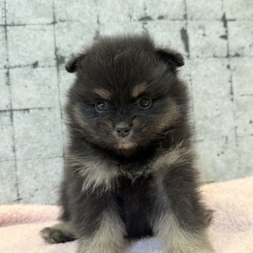 ポメラニアン【大分県・男の子・2025年7月14日・ブラックタン】の写真「クリクリお目目の鼻ぺちゃ君🧡」