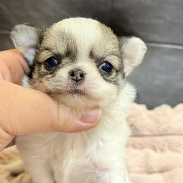 チワワ(ロング)【大分県・女の子・2025年10月27日・フォーン&ホワイト】の写真「アップルヘッドの可愛い子です💕」