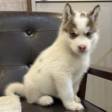 シベリアンハスキー【大分県・女の子・2025年9月2日・チョコレートパイボールド】の写真「柄がとても可愛いです💕」