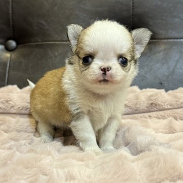 チワワ(ロング)【大分県・男の子・2025年10月27日・レッド&ホワイト】の写真「アップルヘッドの可愛い子です💕」