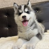 シベリアンハスキー