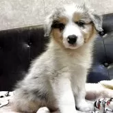 ボーダーコリー